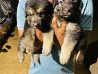 German Shepherd Long Coat Puppies