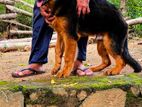 German Shepherd Long Coat Puppy