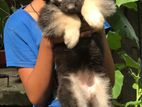 German Shepherd Long Coat Puppies