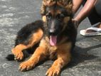 jaman shepherd long cot puppy