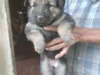 German Shepherd Long Coat Puppies