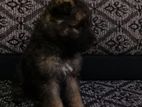 German Shepherd Puppy