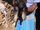 German Shepherd Puppies