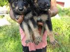 German Sheperd