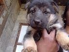 German Shepherd Puppies