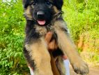 German Shepherd Dog