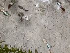 Gappi Fish