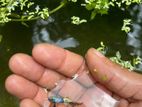 Gappi Fish