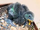 Jambo Eclectus Male Chicks