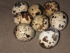 Jambo Quail Eggs