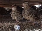 Jambo Quails (ஜாம்போ காடை கோழி )