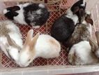 Jumbo Rabbit