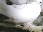 Jambo Size Breeding Pair