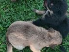 German Shepherd Mix Puppies