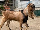 Jamnapari Goat