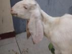 Jamnapari Goat