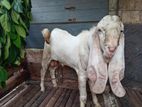 Jamnapari Goat