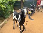 Jamnapari Goats