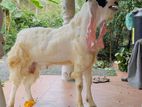Jamunapari Female Goat