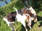 Jamunapari Goats