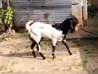 Jamunapari Goat