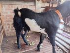Jamnapari Goat Male