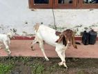 Jamuna Par Goats