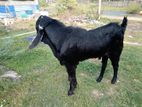 Jamuna Pari Goat