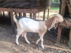 jamuna pari goats