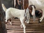 jamuna pari goats