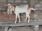 Jamunapari Goat