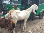 Jamuna Pary Goat