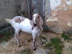 Jamunapari Goat