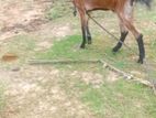 Jamunaapaari Goat