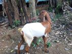 Jamunaari Feamal Goat.