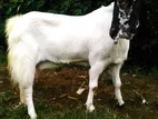 Jamunapari Goats