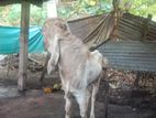 Jamunapuri Goat
