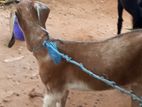 Jamunapaari aadum moondu kuddi podum virpanaikku