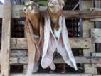 Jamunapaari Goat