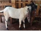 Jamunapaari Goats For Sale in Wattala