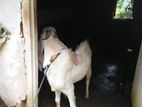 Jamunapaari Male Goat