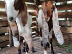 Jamunapari Goat