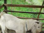 Jamunapali Goat (එලුවන්)