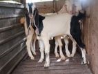 Jamunapali Goat