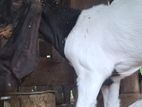 Jamunapali goat