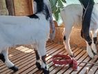 Jamunapari Goats