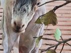 Jamunapari Male Goat