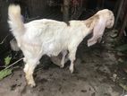Jamunapari Goats