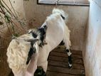 Jamunapare Goat