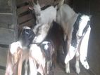 Jamunapare Goats